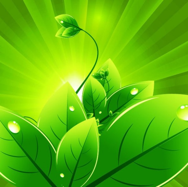 Eco Green Sunburst Leaves Abstract Background web vector unique ui elements stylish rays radiant radial quality plant original organic new nature light rays light leaves interface illustrator high quality hi-res HD green graphic fresh free download free eps elements eco Drops download dewdrops detailed design creative background abstract   