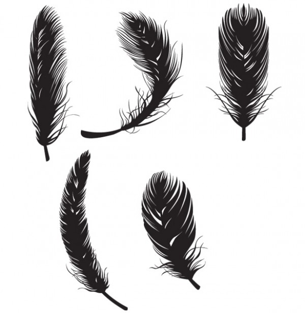 Silhouette Vector Bird Feathers web vectors vector graphic vector unique ultimate silhouette quality photoshop pack original new modern light as a feather illustrator illustration high quality fresh free vectors free download free fly feathers download design creative bird feathers ai   
