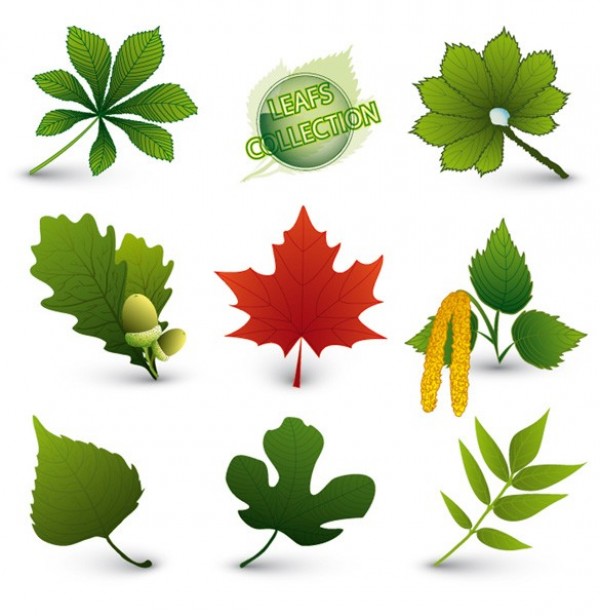 Fresh Green Leaves Foliage Vector Set web vector unique ultimate tree stylish seeds red leaf quality original new nature maple leaf leaves leaf illustrator high quality green graphic fresh free download free foliage eco download design creative acorn   