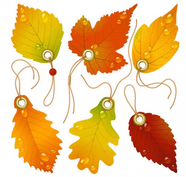 Vector beautiful Maple Leaves Pack vector leaves vector texturized psd photoshop maple leaf in detail high quality free downloads eps bookmark beautiful autumn   