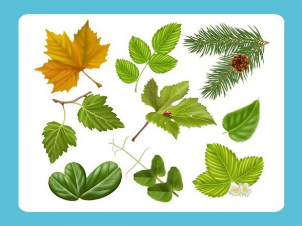 Seasonal Nature Leaves Vector Graphics Set web vector unique ui elements tree stylish set realistic quality original new nature maple leaf maple leaves leaf ladybug interface illustrator high quality hi-res HD green graphic fresh free download free flowers floral elements download detailed design creative branch autumn ai   