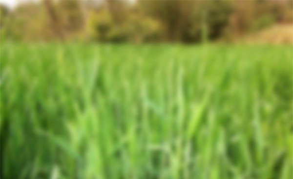6 High Res Blurred Nature Backgrounds JPG web wallpaper unique ui elements ui stylish set retina quality plants original new nature modern mobile jpg interface india high resolution hi-res HD greenery grasses grass fresh free download free elements download detailed design creative clean blurred blur background   