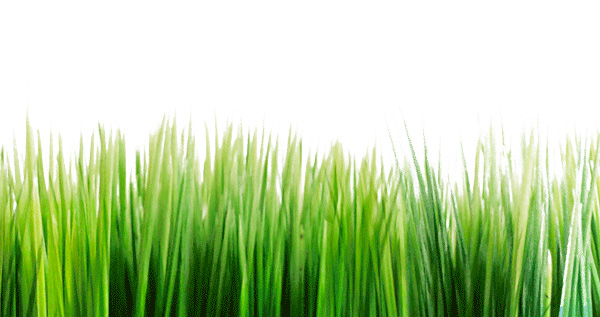 Green Grass Natural PSD Graphic web unique ui elements ui stylish quality psd original new natural modern interface hi-res HD green grass grass frame grass border grass fresh free download free elements download detailed design creative clean   