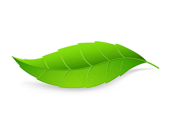 Single Green Leaf on White Background white veins vector stem nature leaf green free download free background   