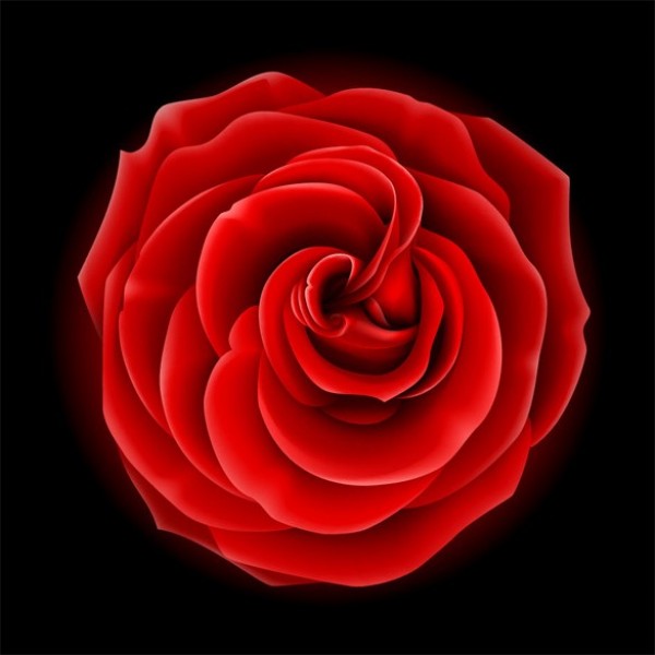 Realistic Red Rose Vector Graphic web vector unique ui elements stylish rose red rose realistic quality petals original opened rose new interface illustrator high quality hi-res HD graphic fresh free download free flower eps elements download detailed design creative   