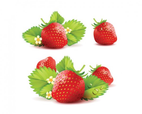 Delicious Juicy Red Strawberries Vector web vector unique ui elements stylish strawberries red quality original new juicy strawberries interface illustrator illustration high quality hi-res HD graphic fruit fresh free download free elements download detailed design creative   