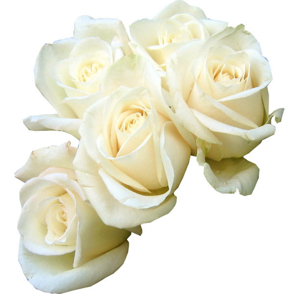 Fresh White Roses Flower Bouquet white roses valentines ui elements ui roses free download free flowers bouquet   