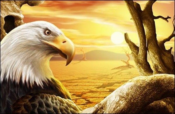 Sharp Eyed Eagle in Desert Sun PSD web unique sunset stylish quality original new modern fresh free download free eagle download design desert landscape desert creative background   