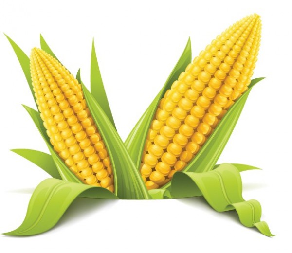 Harvest Corn Maize Vector Ilustration yellow corn yellow web vector unique ui elements summer stylish quality original new maize interface illustrator illustration high quality hi-res HD harvest graphic fresh free download free eps elements ear of corn download detailed design creative corn on the cob corn   