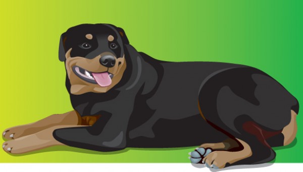 Detailed Rottweiler Dog Vector Illustration vectors vector graphic vector unique rottweiler rottie quality photoshop pack original modern illustrator illustration high quality fresh free vectors free download free download dog creative breed Animal ai   