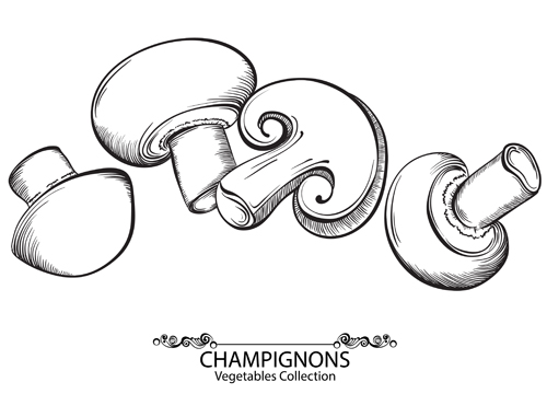 Hand drawn champignons vegetables vector material vegetables hand drawn champignons   