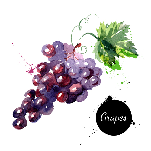 Grapes watercolor drawn vector watercolor grapes drawn   