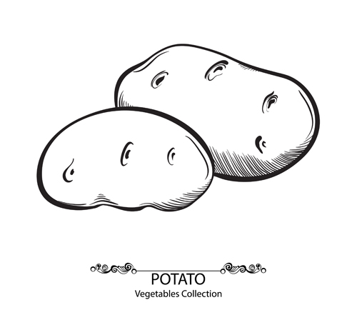 Hand drawn potato vegetables vector material vegetables potato hand-draw   