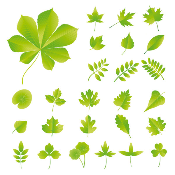 Set of Exquisite Leaves vector Graphics part 03 leaves exquisite   