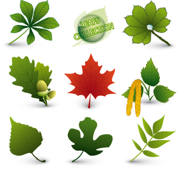 Set of Exquisite Leaves vector Graphics part 05 leaves exquisite   