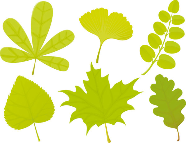Set of Exquisite Leaves vector Graphics part 04 leaves exquisite   