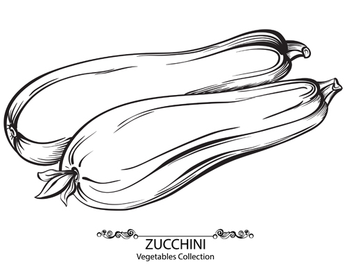 Hand drawn zucchini vegetables vector material zucchini vegetables hand drawn   