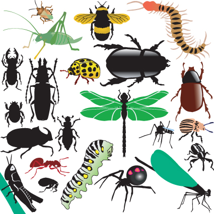 Different Insects design vector insects different   