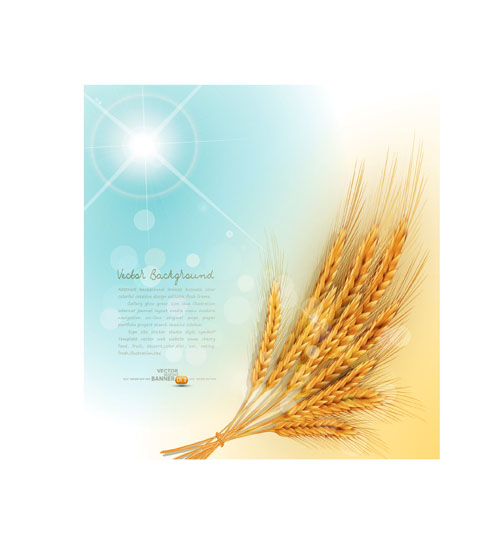 Golden wheat background vector set 03 golden background vector background   