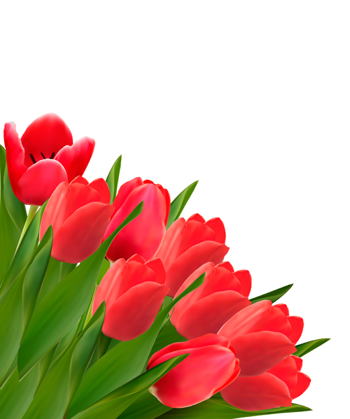 Red tulip flowers creative design vector Valentine tulip lily flowers flower creative beautiful   