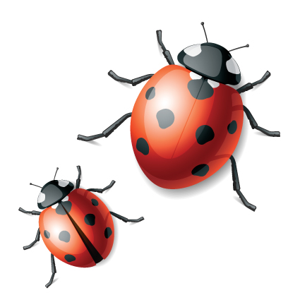 Vivid Ladybug design vector vivid ladybug   