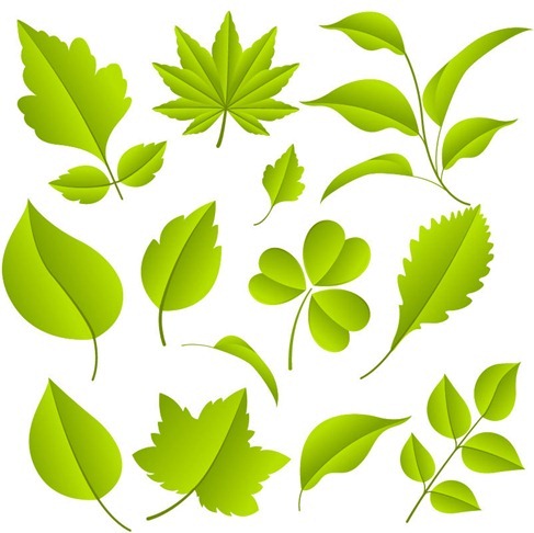 Green Leaves Vector Graphic Set leaves green   