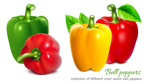 Bell peppers colored vector peppers colored bell   