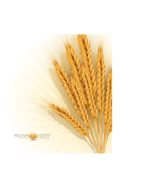 Golden wheat background vector set 01 wheat golden background vector background   