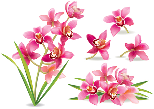 Pink orchids design vector 01 pink orchids   
