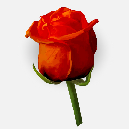 Drawing rose bud vector material 10 rose drawing bud   