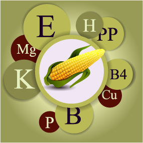 Healthy food with nutrition elements vector 13 nutrition Healthy food   