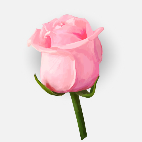 Drawing rose bud vector material 09 rose drawing bud   