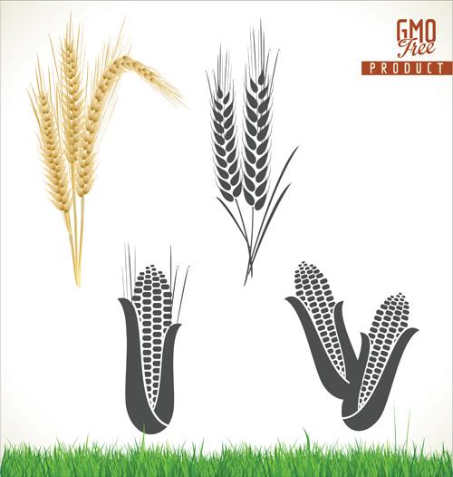 Corn and wheat vector material wheat corn   