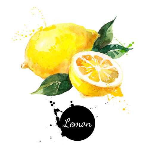 Lemon watercolor vector material watercolor Lemon water lemon   