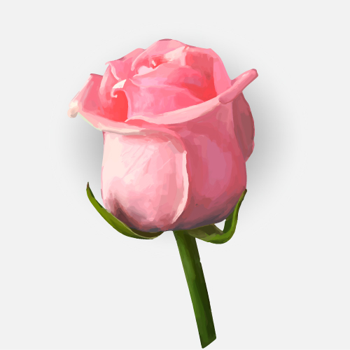 Drawing rose bud vector material 03 rose drawing bud   