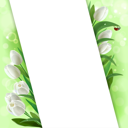 White tulips vector background graphics Vector Background tulips tulip background   