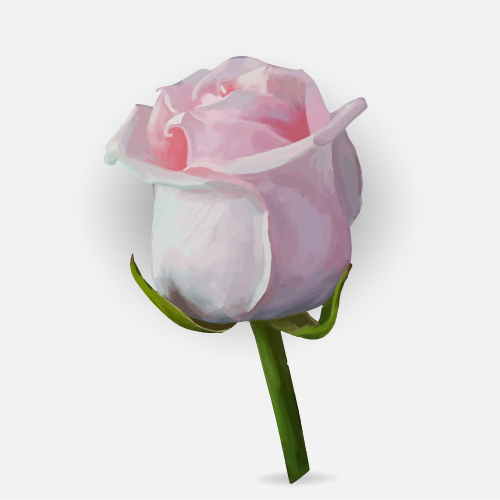 Drawing rose bud vector material 05 rose drawing bud   