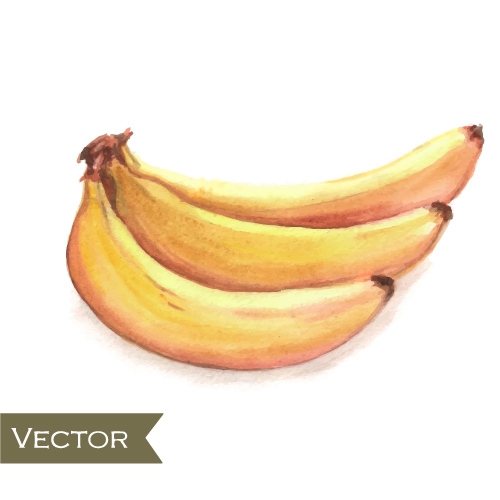 Hand drawn banana watercolor vector hand drawn color vector banana   