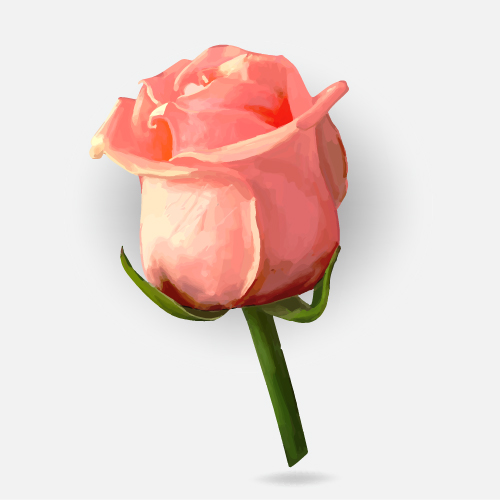 Drawing rose bud vector material 04 rose drawing bud   