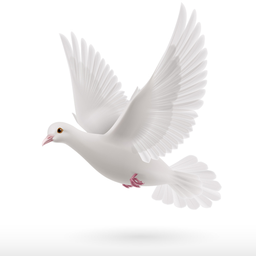 White pigeon realistic vector design 04 white realistic pigeon   