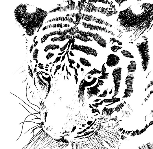 Set of Tiger vector picture art 16 tiger   