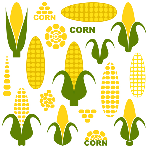 Vector corn design elements elements corn   