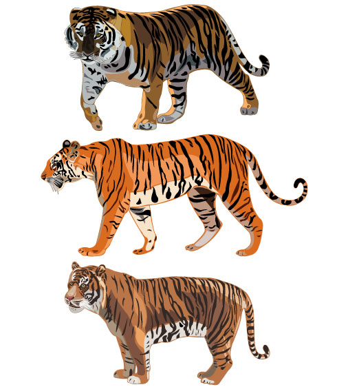 Set of Tiger vector picture art 12 tiger   