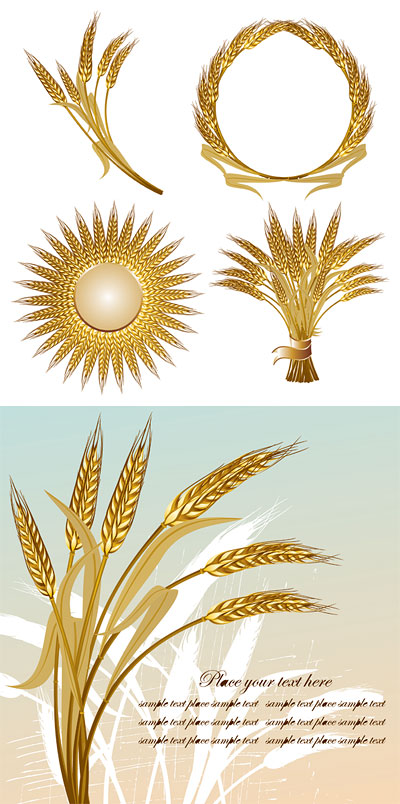 gold color wheat vecotr set 04 wheat gold color   