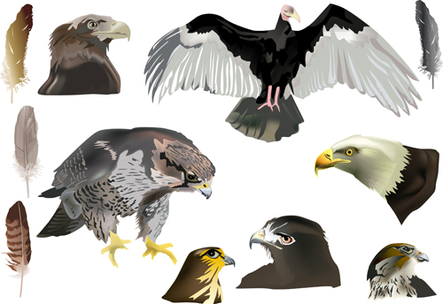 Eagle with head drawn vector 02   