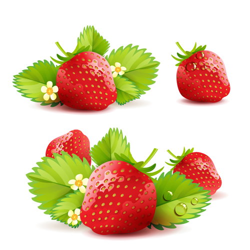 Fresh Strawberry vector 02 strawberry fresh   