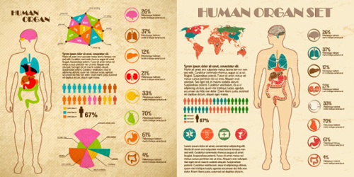 Vintage human organ infographics vector organ infographics infographic human   