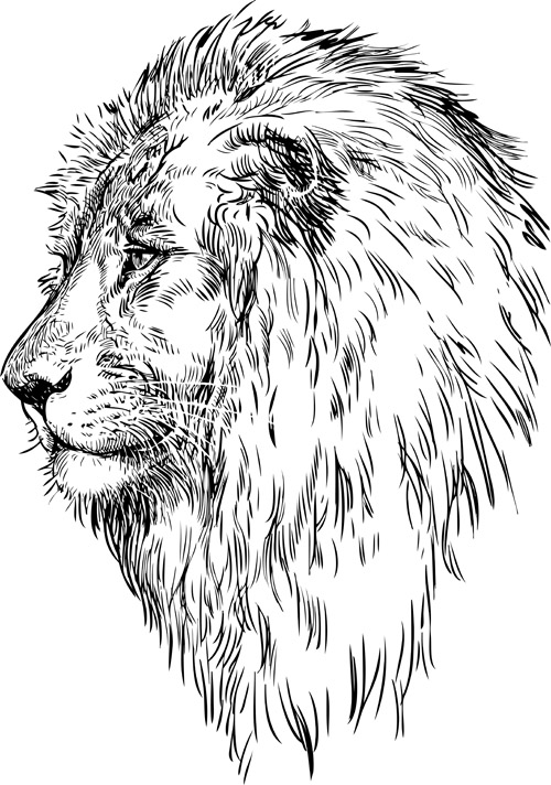 Hand drawing lion vector material 02 lion Hand drawing   