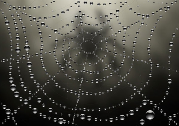 Elements of dew and spider web vector 04 spider web spider elements element dew   