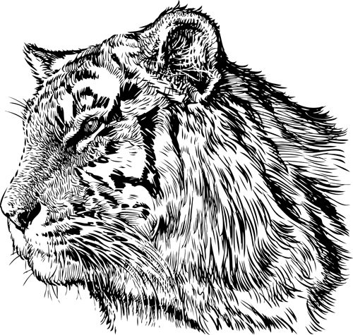 Hand drawing tiger vector material 03 tiger Hand drawing drawing   